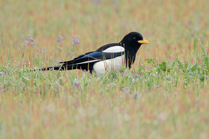 Yellow-billed Magpie