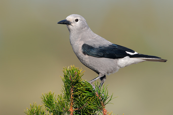 Clark's Nutcracker