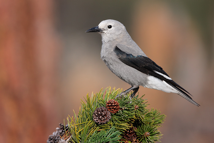 Clark's Nutcracker