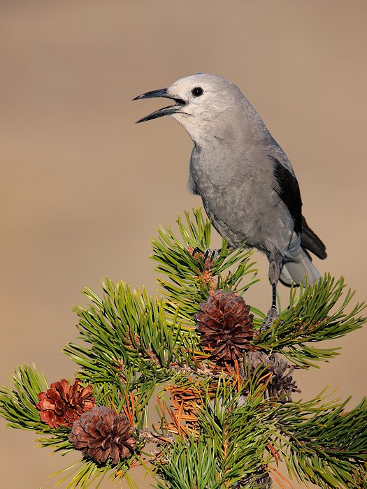 Clark's Nutcracker