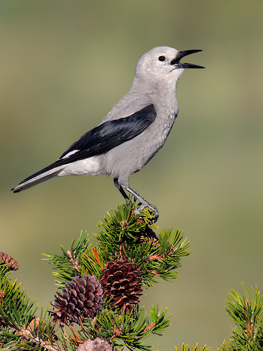 Clark's Nutcracker