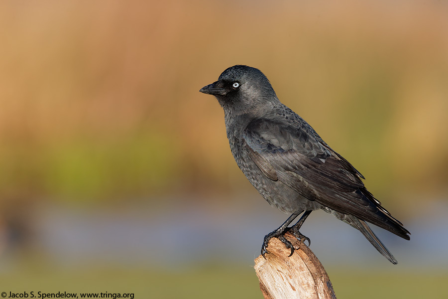 Eurasian Jackdaw