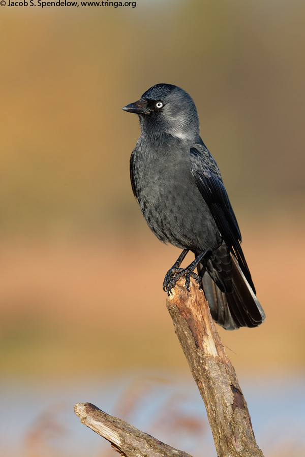 Eurasian Jackdaw