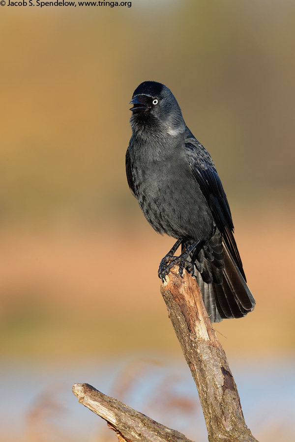 Eurasian Jackdaw