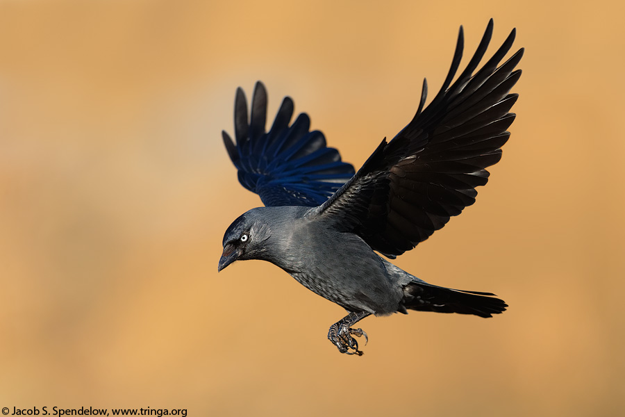 Eurasian Jackdaw