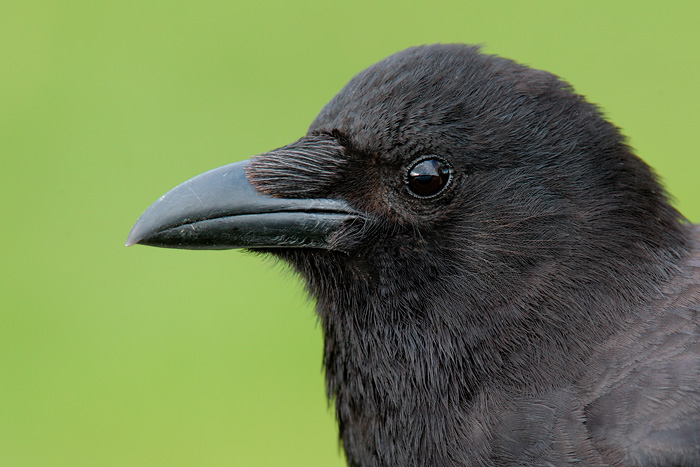 Northwestern Crow