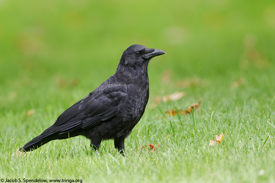 Northwestern Crow