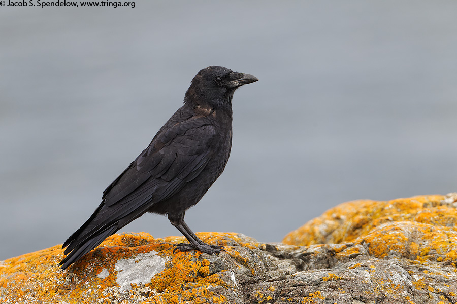 Northwestern Crow