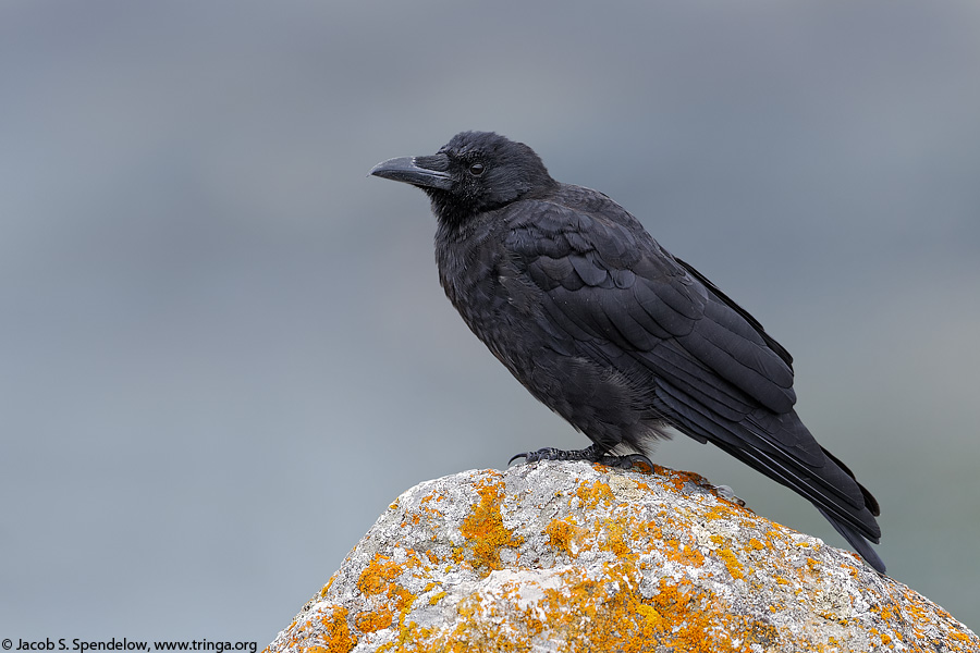 Northwestern Crow