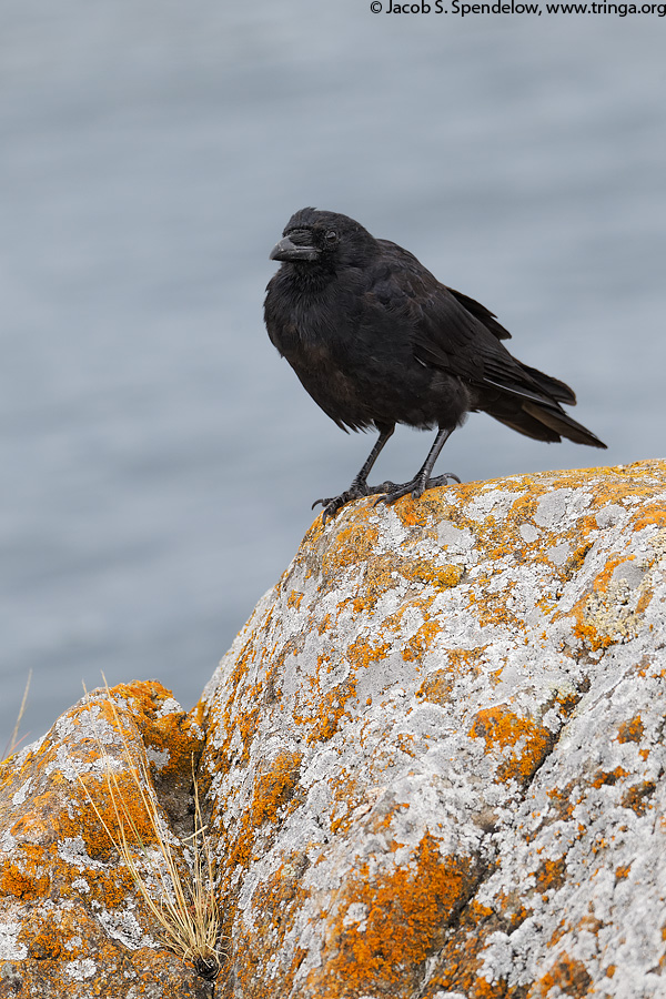 Northwestern Crow