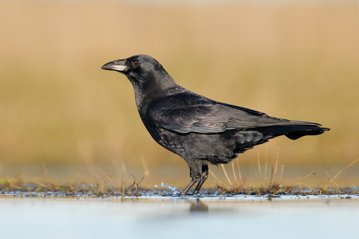 Northwestern Crow