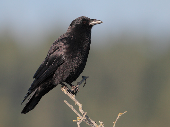 Northwestern Crow