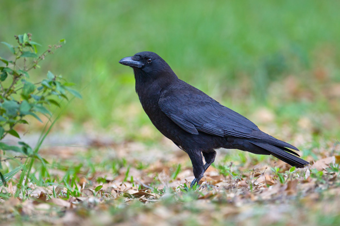 American Crow