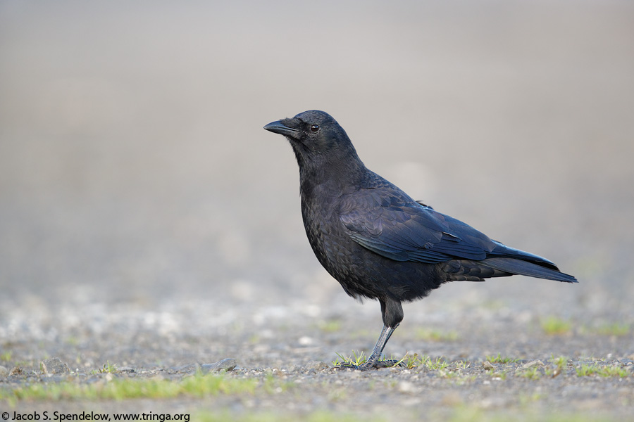 American Crow