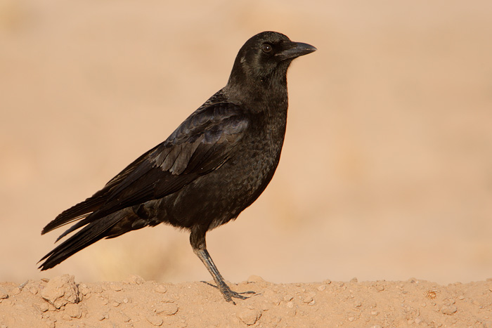 American Crow