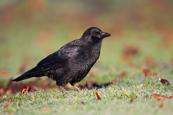 American Crow