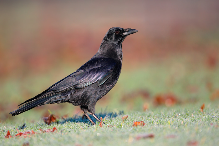 American Crow