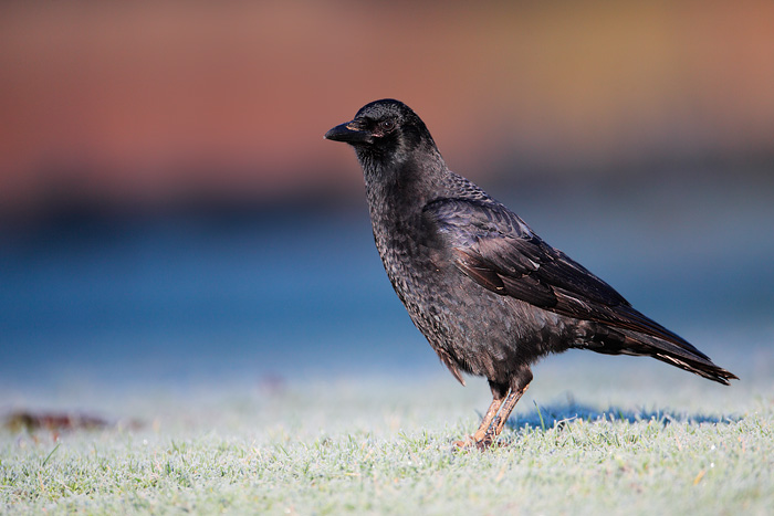 American Crow