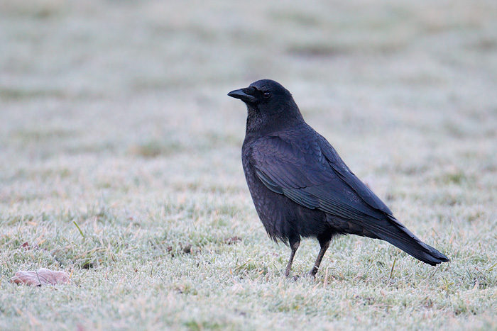 American Crow