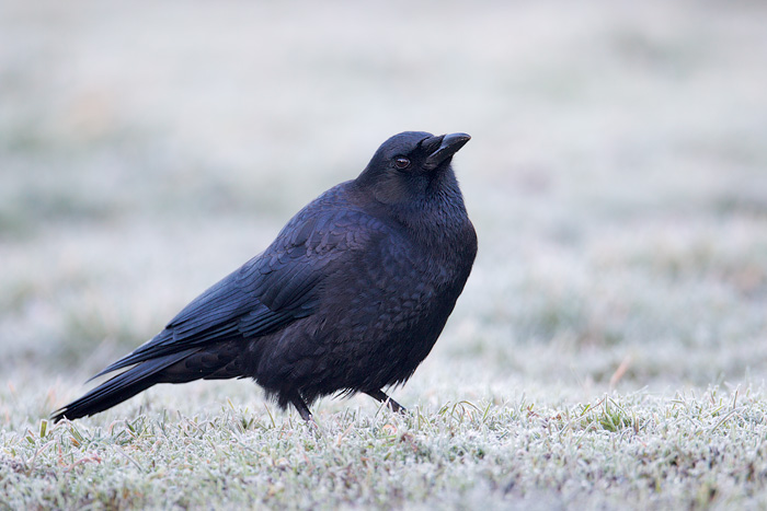 American Crow