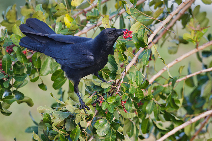 Fish Crow