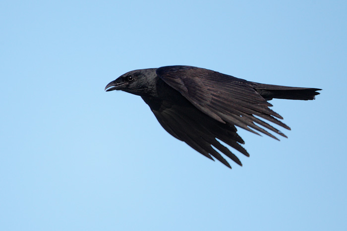 Fish Crow