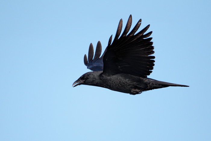 Fish Crow