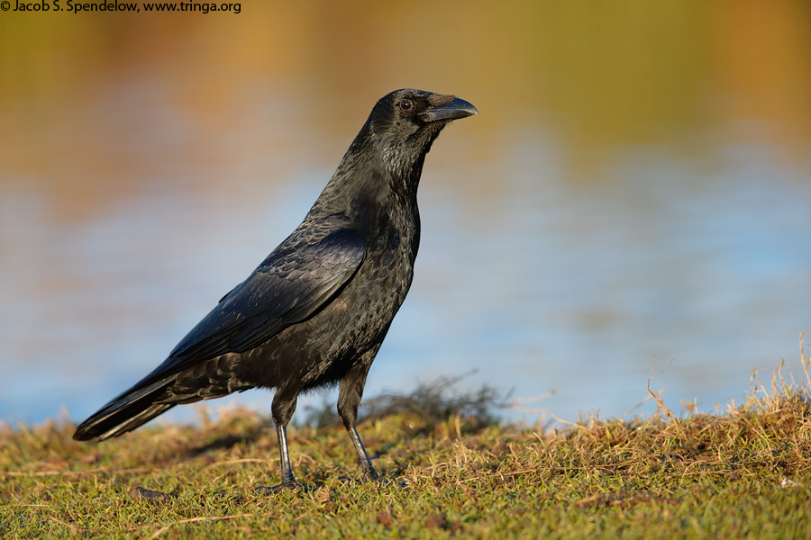 Carrion Crow