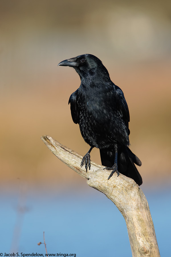 Carrion Crow