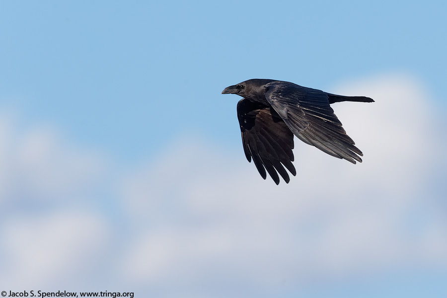 Chihuahuan Raven