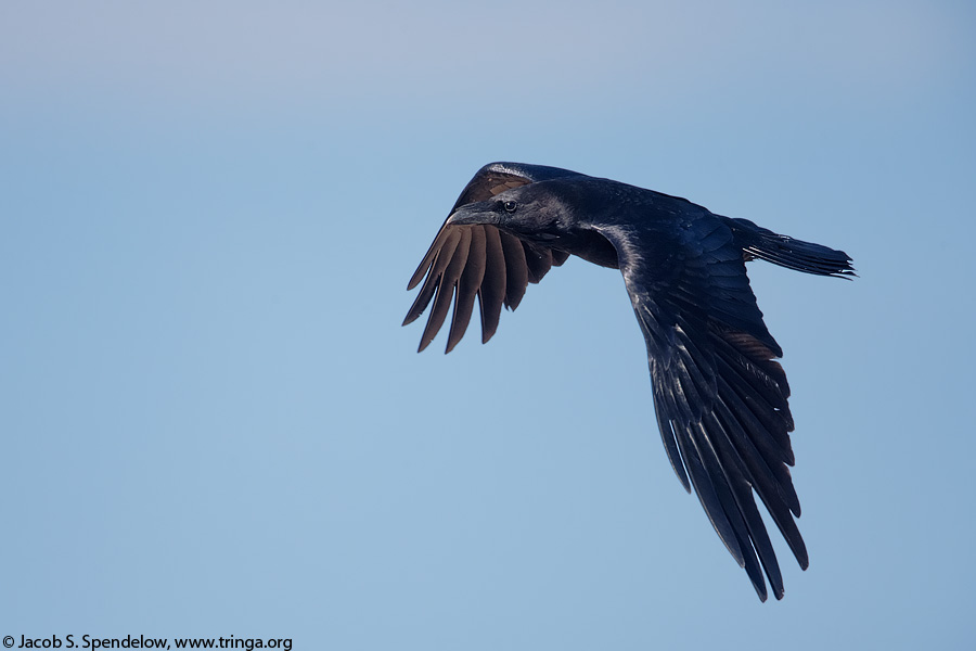 Chihuahuan Raven