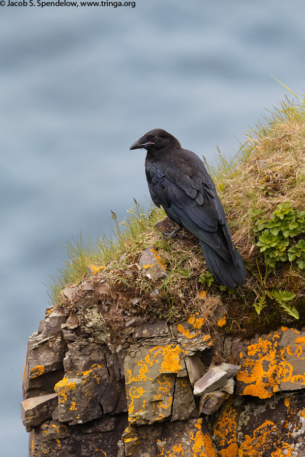 Common Raven