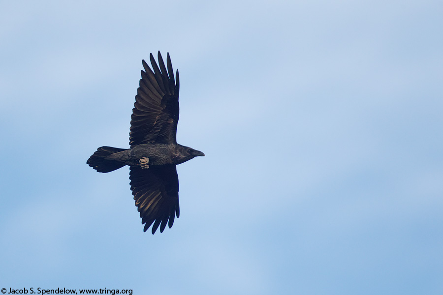 Common Raven