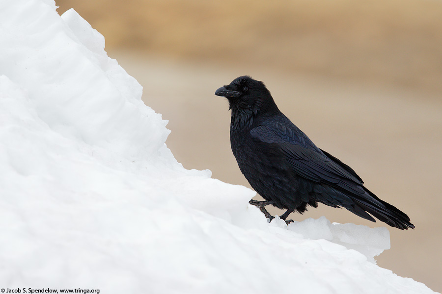 Common Raven