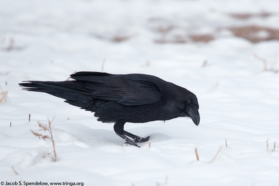 Common Raven