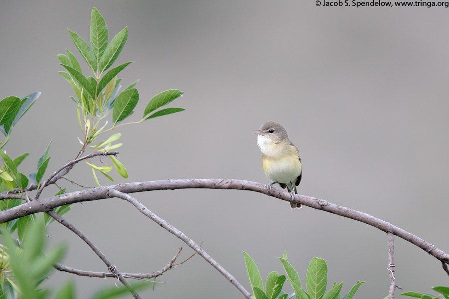 Bell's Vireo