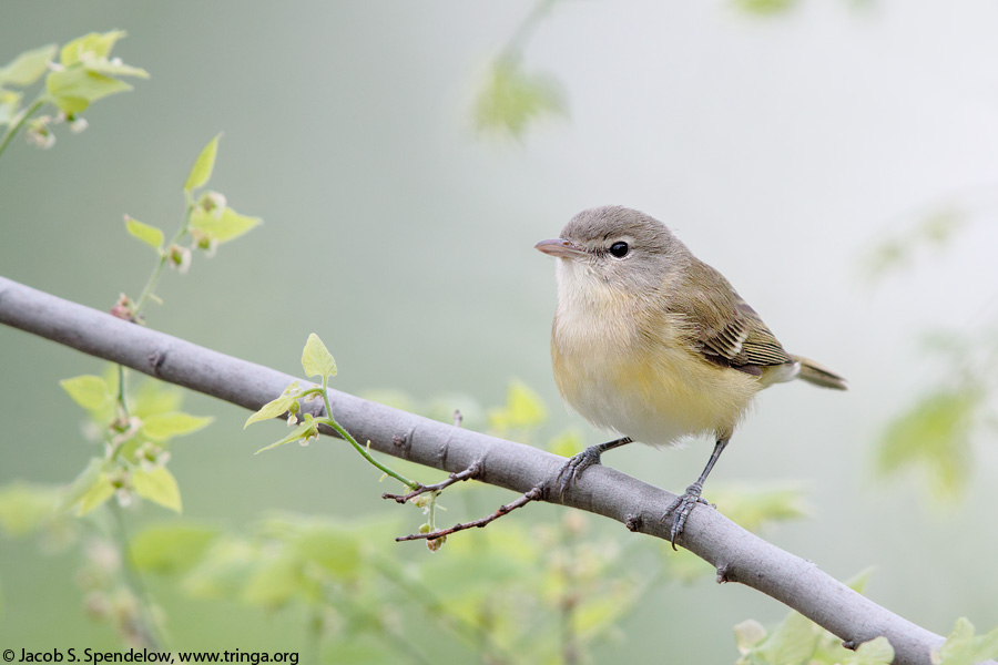 Bell's Vireo