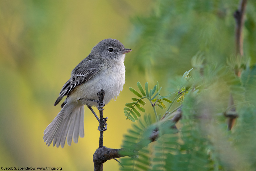 Bell's Vireo