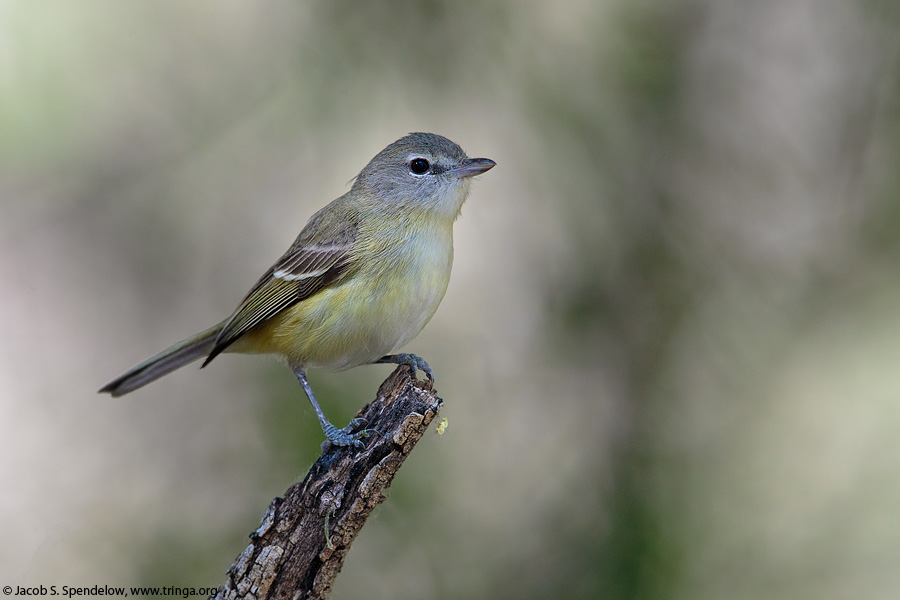 Bell's Vireo