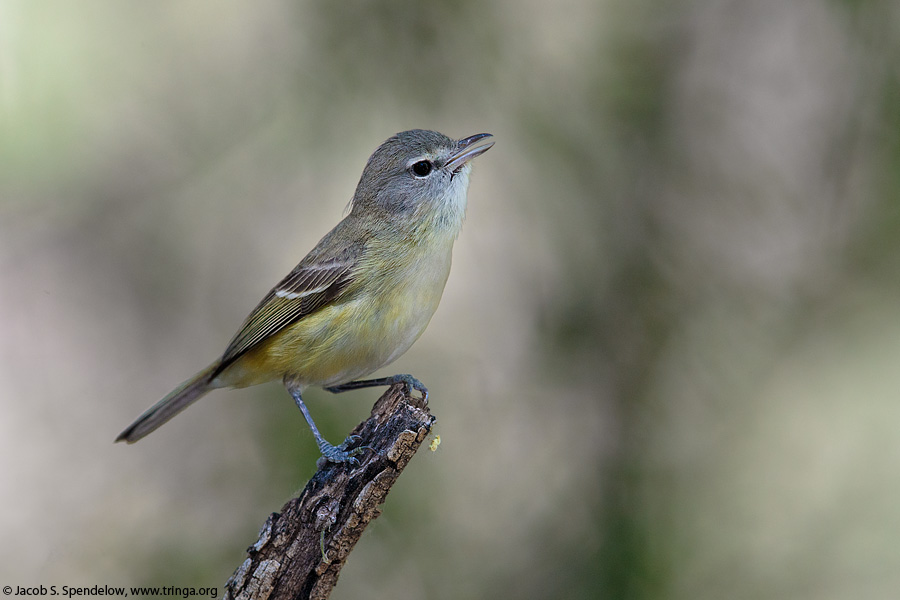 Bell's Vireo