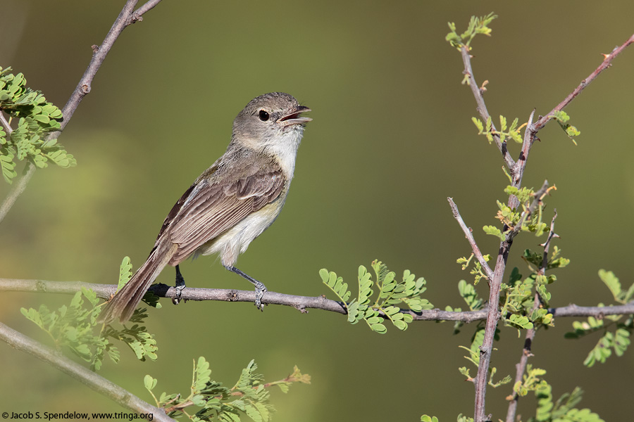 Bell's Vireo