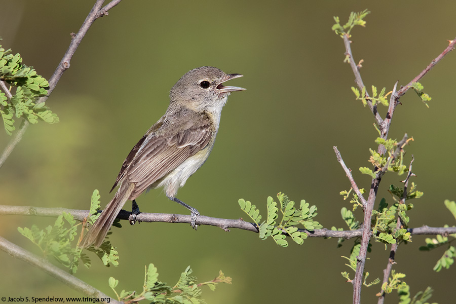 Bell's Vireo