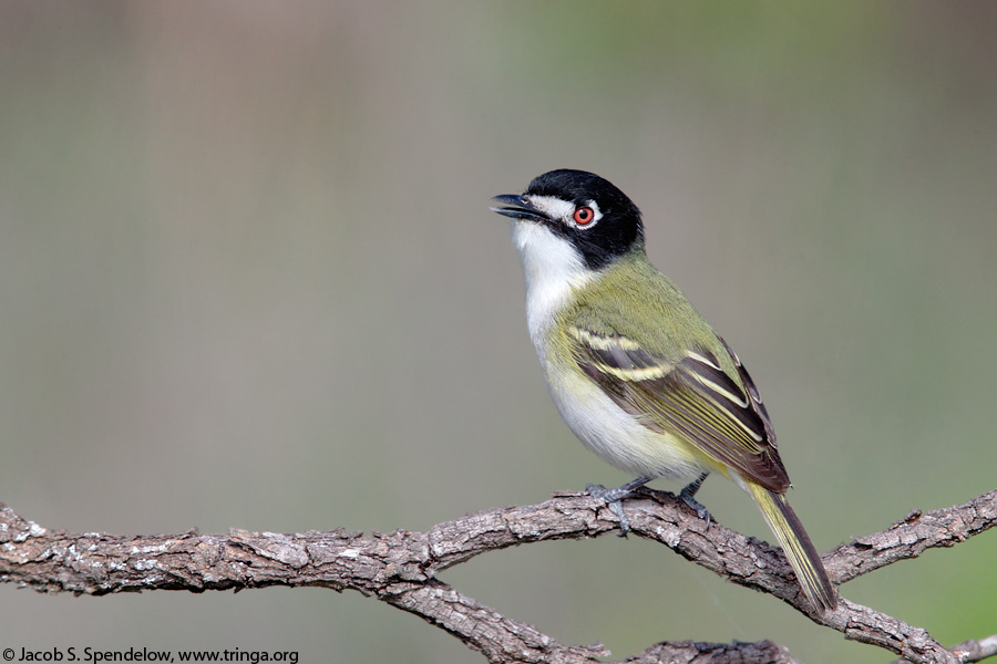 Black-capped Vireo