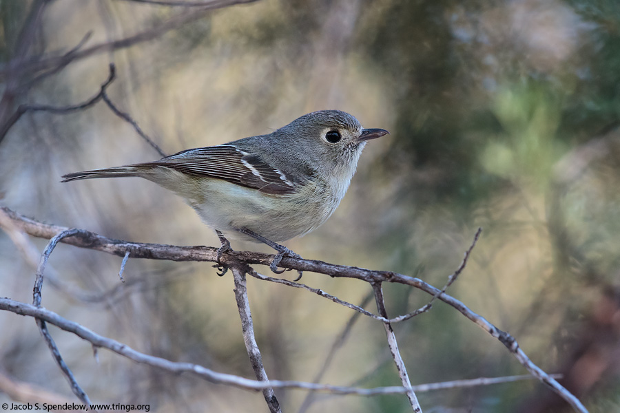 Hutton's Vireo