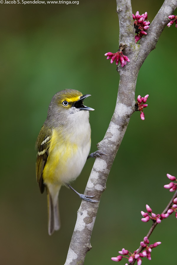 White-eyed Vireo