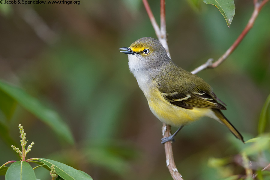 White-eyed Vireo