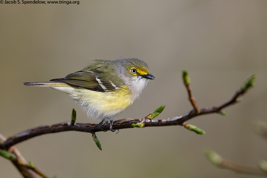 White-eyed Vireo