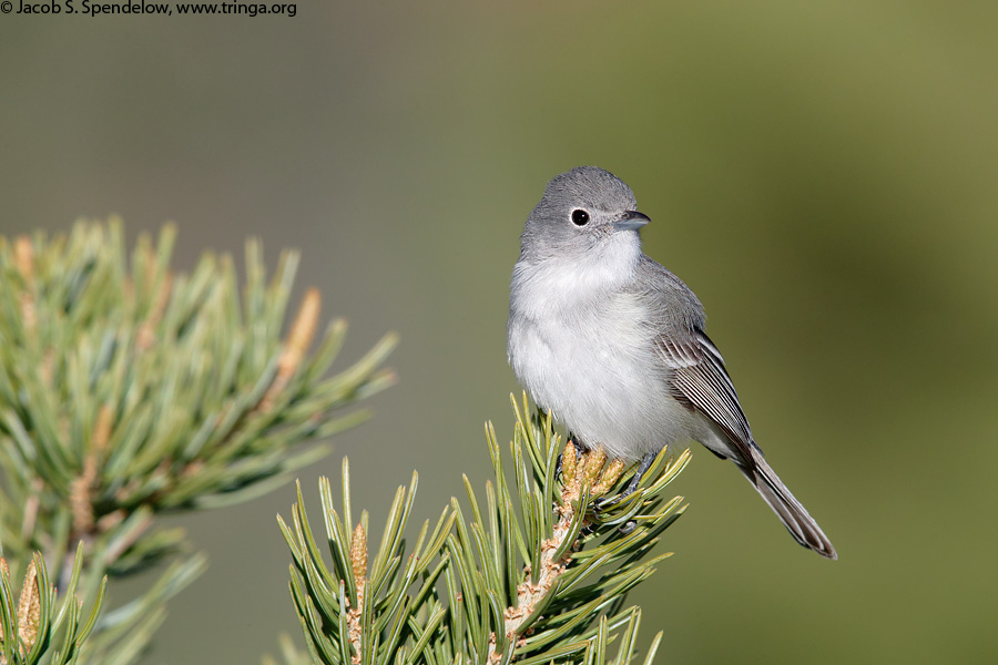 Gray Vireo