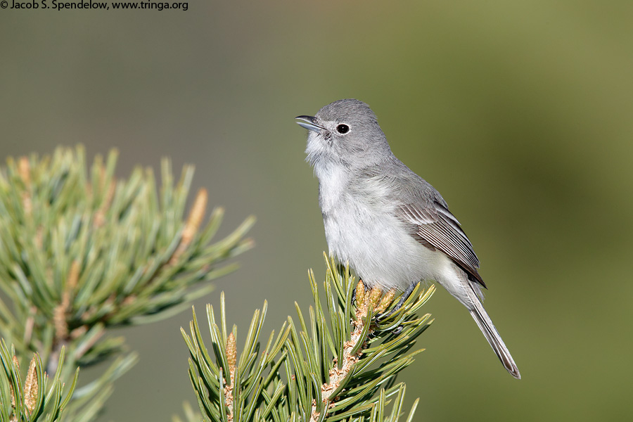 Gray Vireo