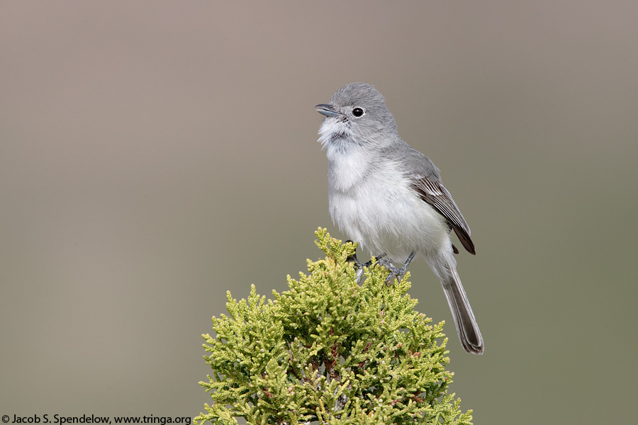 Gray Vireo